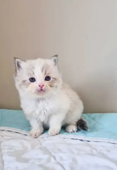 TICA Registered Purebred Ragdoll Kittens , View more