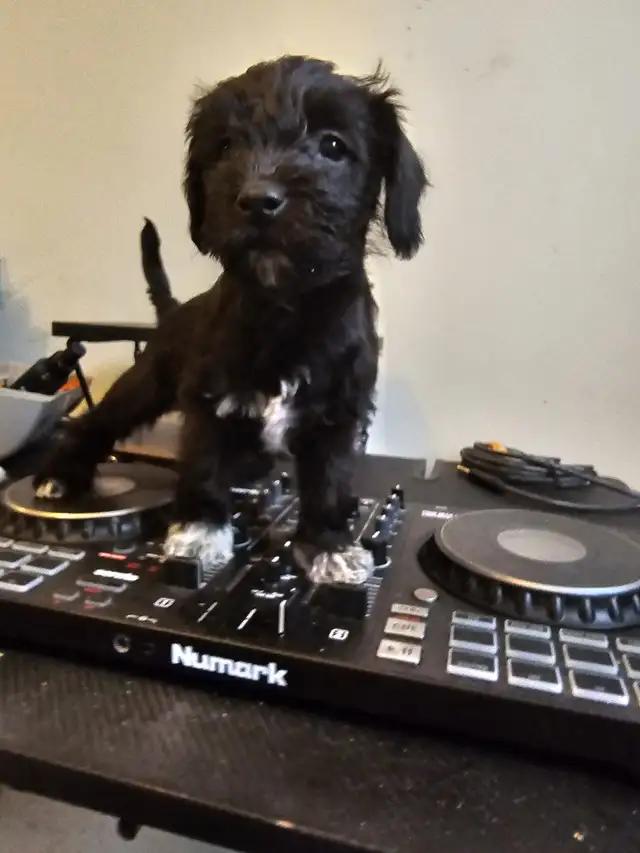 Cockapoo Schnauzer Puppies in Dogs & Puppies for Rehoming in Mississauga / Peel Region - Image 6