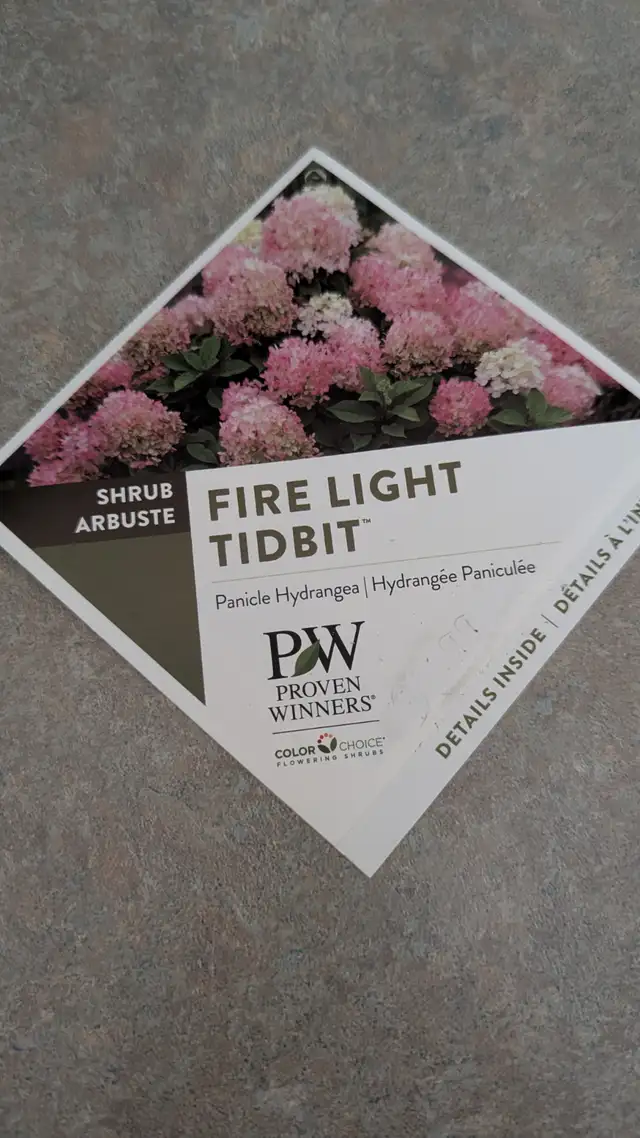 Firelight Tidbit Hydrangea439247235376762880