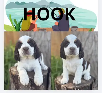 English Springer Spaniel Puppies, View more