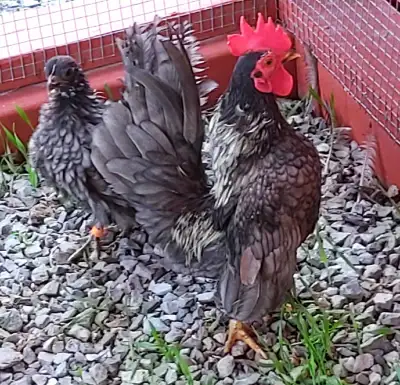 Serama breeding pair, View more