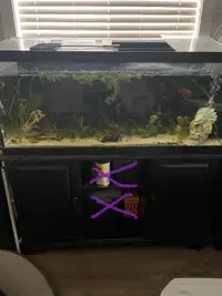 Aquarium and stand with accessories