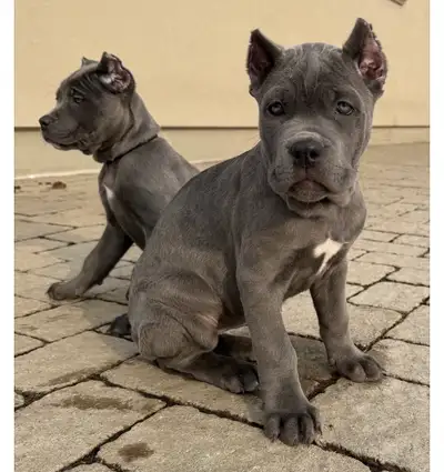 ✨ Exceptional Cane Corso Puppies — Exclusive Placement | Last Litter ✨ A rare opportunity to welcome...
