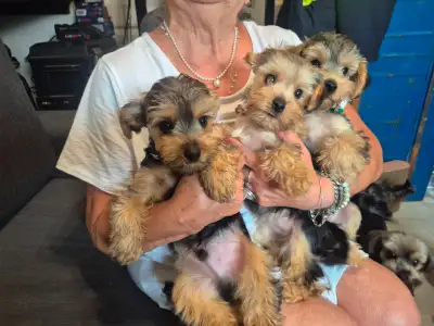 Yorkshire chiot a vendre, View more