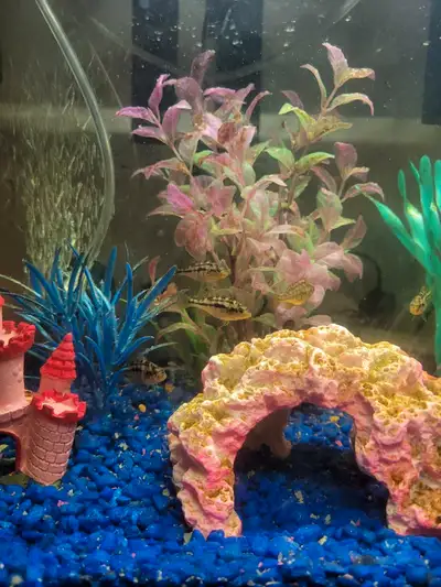 African giraffe cichlid/rock kribensis cross , View more