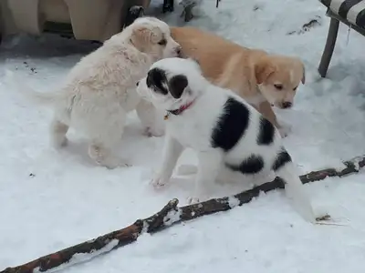 Mom is border collie Australian shepherd X, 30 pounds. Dad is yellow lab, 60 pounds. 4 boys, 3 girls...
