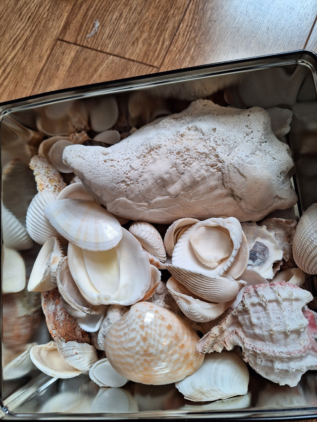 SHELLS Two 9x9" Tins Full of Seashells  in Home Décor & Accents in Hamilton - Image 2