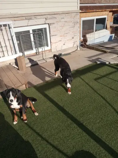 Appenzellers, View more