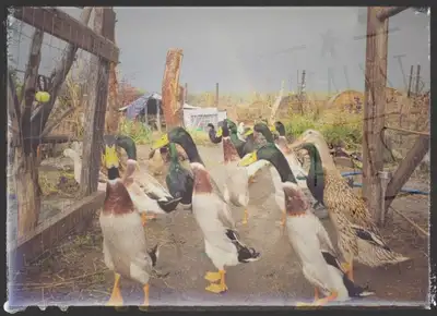 Trout Indian Runner Duck Drakes $15, View more
