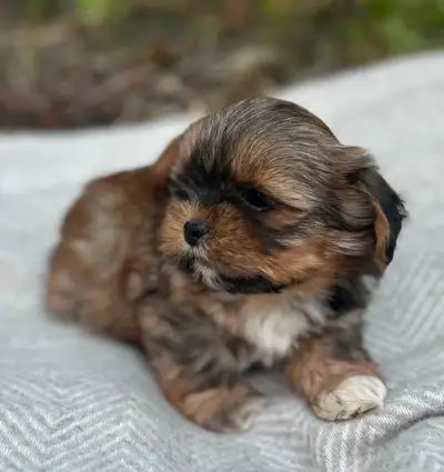We have 4 adorable Shih Tzu Puppies looking for their forever homes.❤️ 3 male 1 female Male # 1 is v...