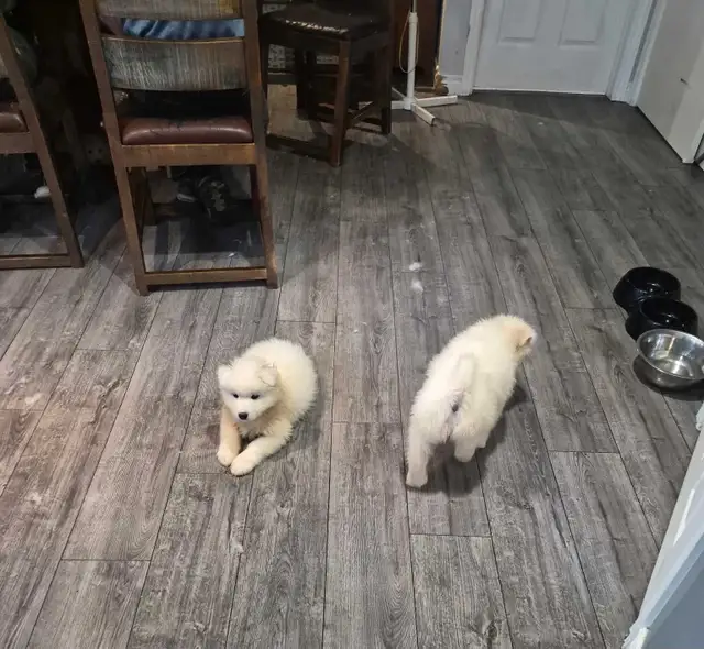 samoyed puppies in Dogs & Puppies for Rehoming in Sudbury - Image 5