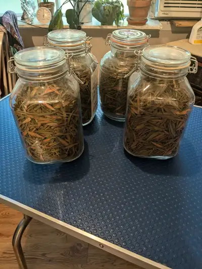 thé du labrador, View more