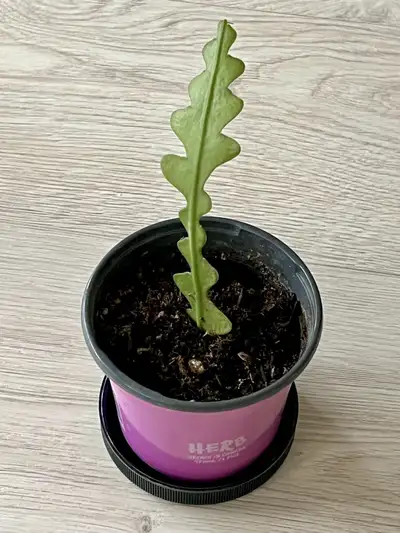 FISHBONE / ZIGZAG CACTUS , View more