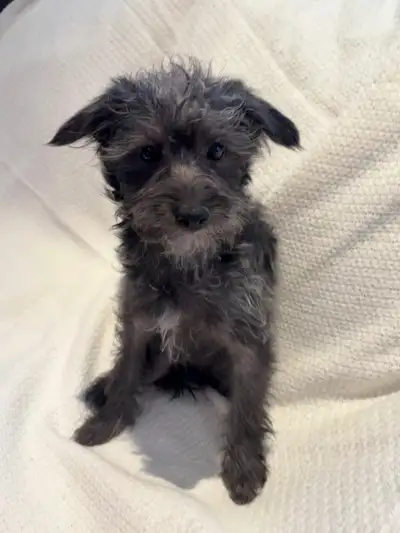 Toy Schnoodle, View more