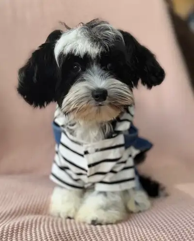 Havapoo puppies - Havanese x Poodle, View more