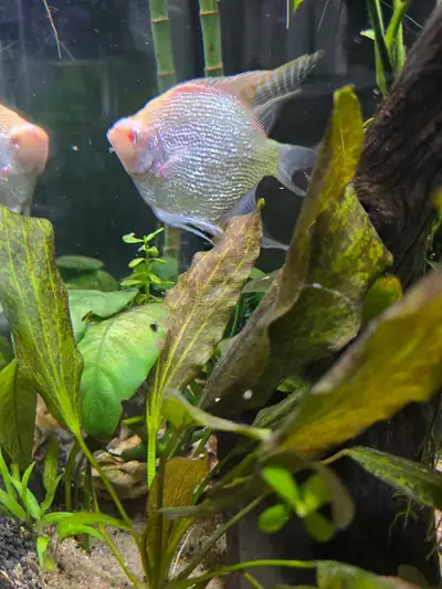 Albino Angelfish, View more