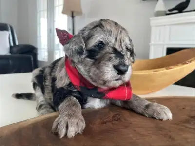 EO Doodles; Ontario’s Popular Breeder. 613-921-5347 Visit: Website eodoodles.com *Act soon, reservat...