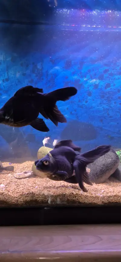 Aquarium Fish - Black Moor  Fancy Goldfish, View more