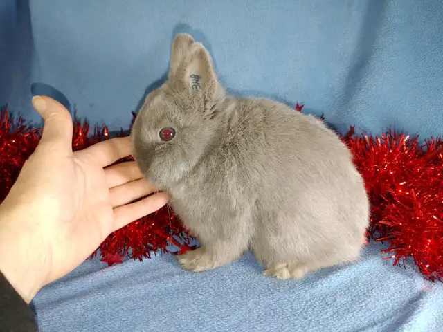 EXTRAORDINARY Baby Lionhead Bunny Rabbit in Small Animals for Rehoming in Kingston - Image 7