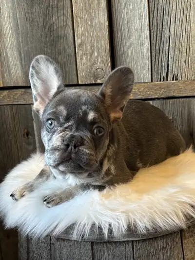 French Bulldog puppies, View more