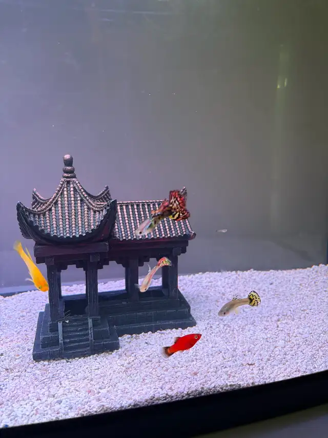 mollies and guppies  in Fish for Rehoming in Richmond - Image 4