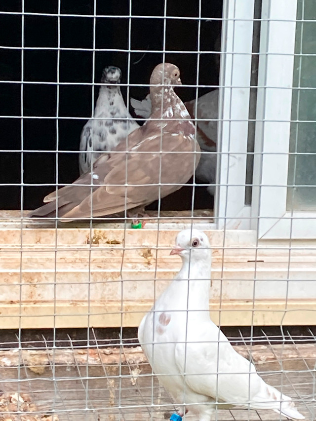 Portuguese Tumbler Pigeons in Birds for Rehoming in Ottawa - Image 2