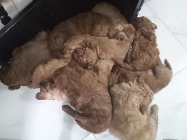 Golden doudoodle Chiot  femelle   roux in Dogs & Puppies for Rehoming in Laval / North Shore - Image 7