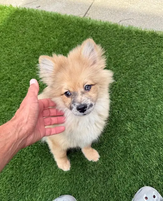 Chiot pomsky  male(438-861-7006) in Dogs & Puppies for Rehoming in City of Montréal - Image 9