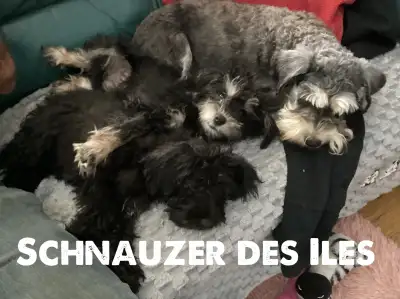 Chiot Schnauzer prêt à partir et reçu tous leurs vaccins, View more