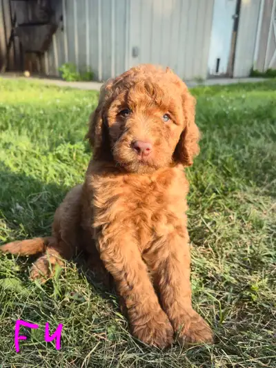 Golden doodles, View more