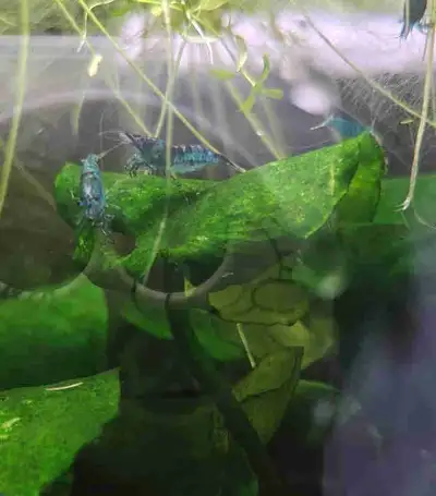 blue velvet shrimp , View more