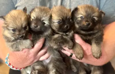 All picture are upto date Small non refundable deposit will be required to hold a puppy. -They will...