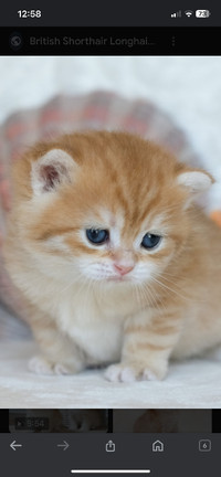 Beautiful British shorthair kittens.❤️