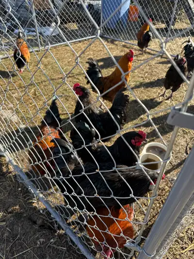 roosters, View more