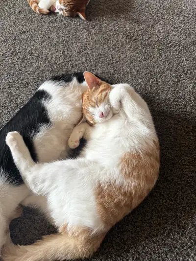 ‼️TWIN KITTENS ‼️Looking For a Forever Home, View more