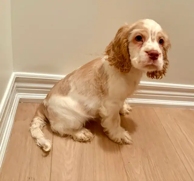 Very Sweet Lovable Cockapoo puppies in Dogs & Puppies for Rehoming in City of Toronto - Image 5