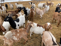 Goats-Bred Boer cross does