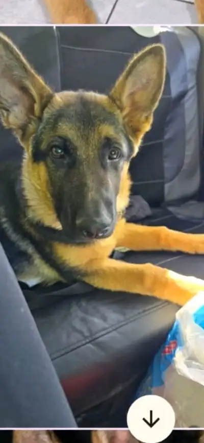 Male 5 month german shepherd puppy, View more