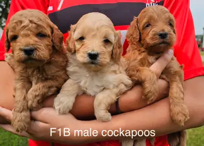 ❤️Beautiful cockapoo pups and goldendoodles (mini and medium), View more
