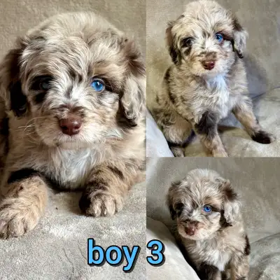 toy/small mini Aussiedoodles, View more