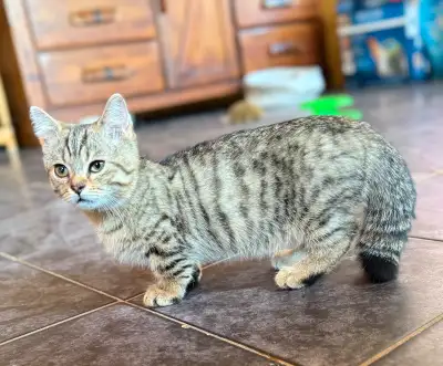 Très mignon chaton Munchkin Fold pattes courtes !!, View more