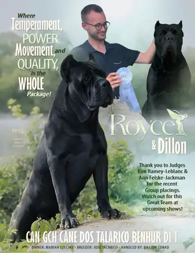 Top Cane Corso Breeder- Proven Imported Bloodlines, View more