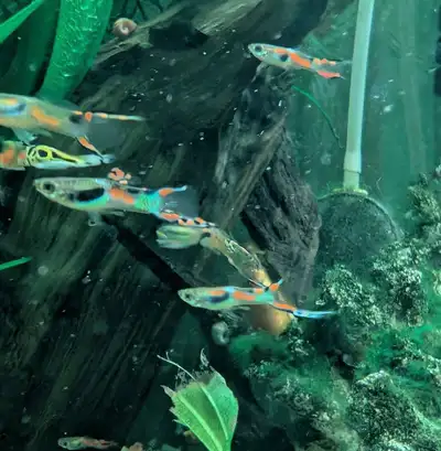 poisson d’aquarium, crevettes, escargots et plantes , View more