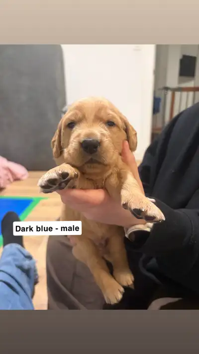 **Price drop for Easter long weekend** Originally $2000, now $1500 Family raised, Purebred Golden Re...