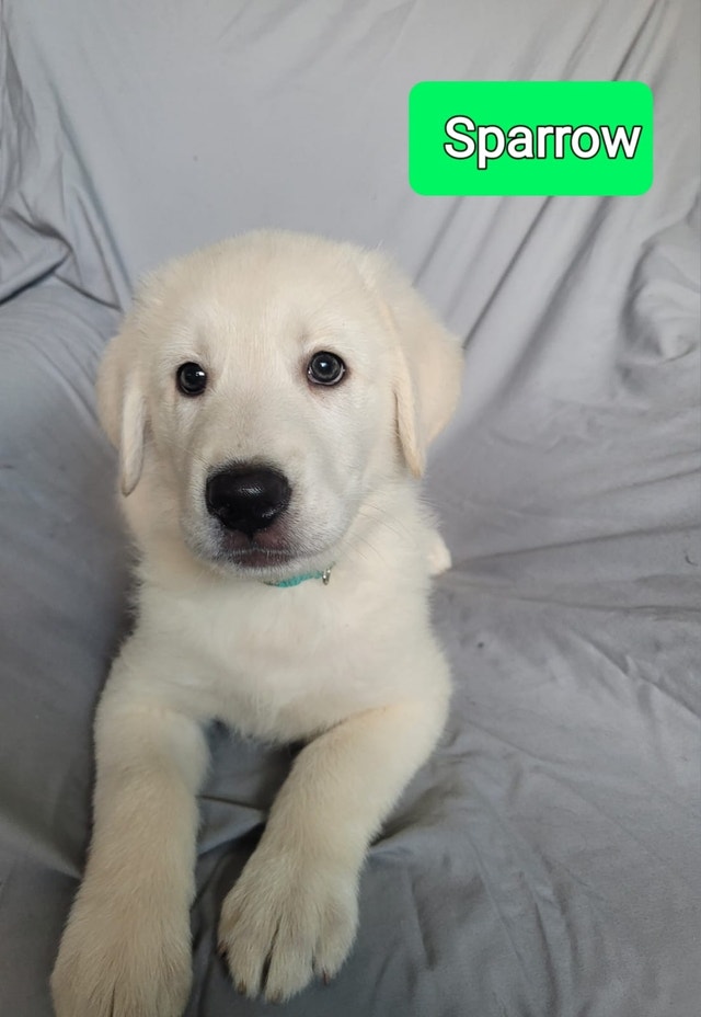 Lab x Puppies For Sale Dogs & Puppies for Rehoming Oshawa / Durham