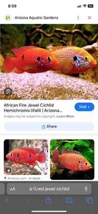 Wanted: Red jewel cichlids 