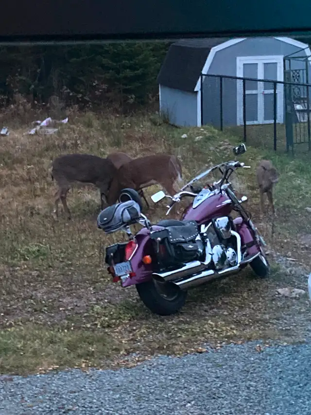 2005 Honda VTX 1300R in Street, Cruisers & Choppers in Cape Breton - Image 4
