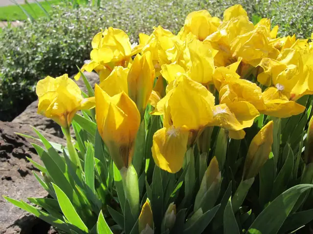 Let's Chat ?65353361799682121