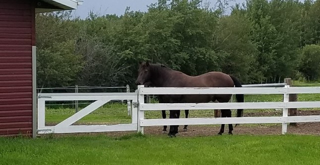 Horses Looking for Work in Other in Strathcona County