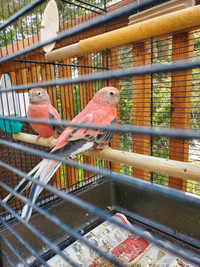 Rosy burkey parakeets 